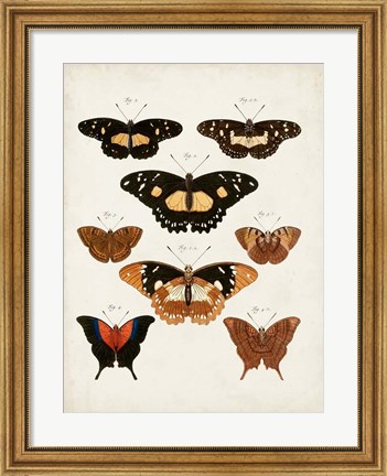 Framed Vintage Butterflies V Print