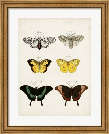 Framed Vintage Butterflies VI Print