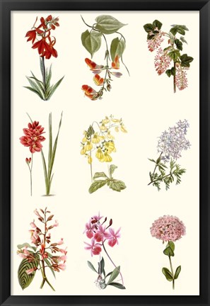 Framed Botanical Array Chart Print