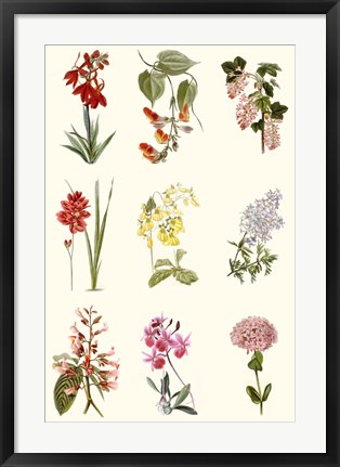 Framed Botanical Array Chart Print