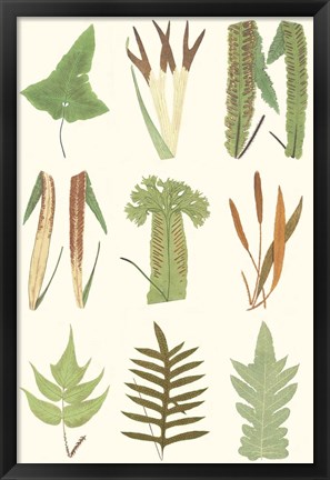 Framed Antique Fern Chart Print