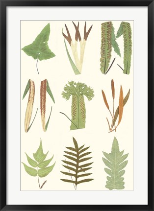 Framed Antique Fern Chart Print