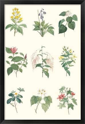 Framed Soft Botanical Chart Print