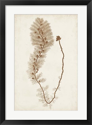 Framed Sepia Seaweed III Print