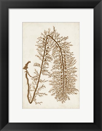 Framed Sepia Seaweed VI Print