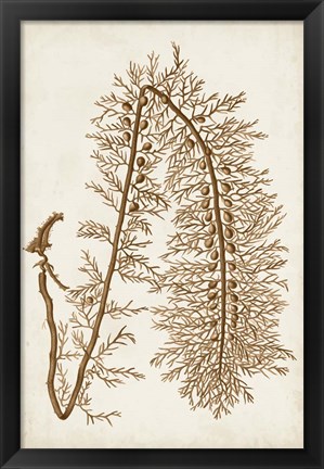 Framed Sepia Seaweed VI Print