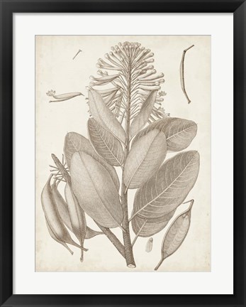 Framed Sepia Exotic Plants I Print