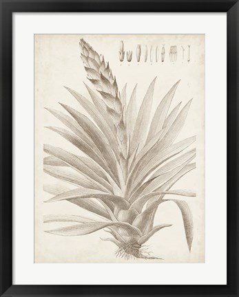 Framed Sepia Exotic Plants III Print