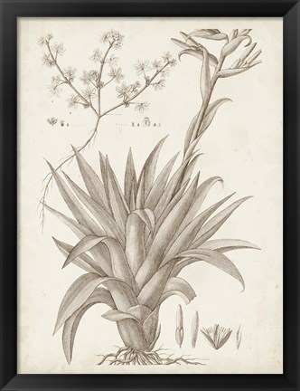 Framed Sepia Exotic Plants IV Print