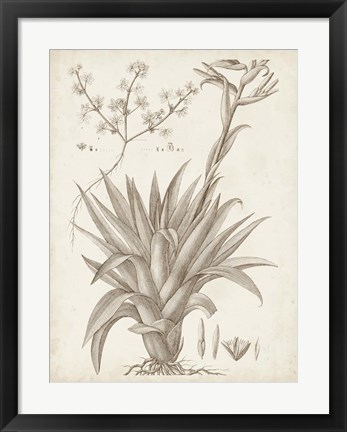 Framed Sepia Exotic Plants IV Print