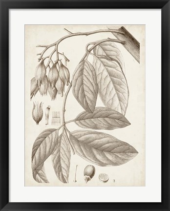 Framed Sepia Exotic Plants VI Print