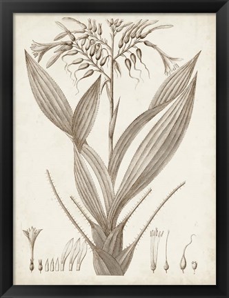 Framed Sepia Exotic Plants VII Print