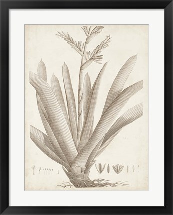 Framed Sepia Exotic Plants VIII Print