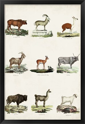 Framed Antique Animal Chart I Print