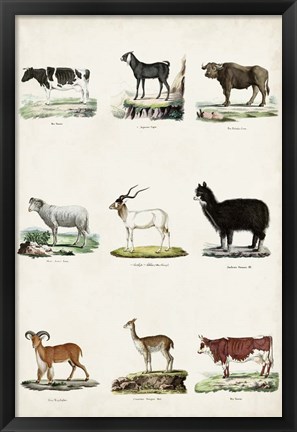 Framed Antique Animal Chart II Print