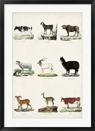 Framed Antique Animal Chart II Print