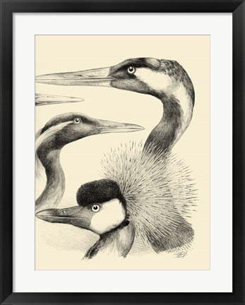 Framed Waterbird Sketchbook I Print