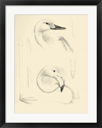 Framed Waterbird Sketchbook II Print