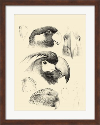 Framed Waterbird Sketchbook III Print