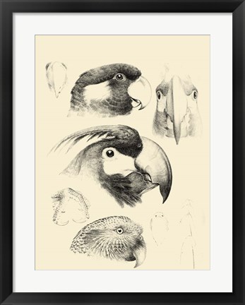 Framed Waterbird Sketchbook III Print