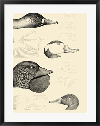 Framed Waterbird Sketchbook IV Print