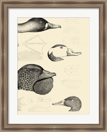 Framed Waterbird Sketchbook IV Print