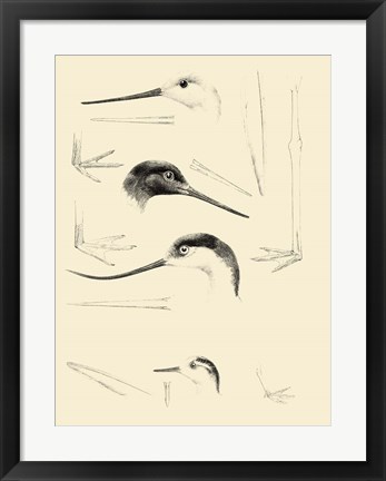 Framed Waterbird Sketchbook V Print