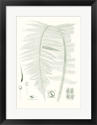 Framed Verdure Ferns IX Print