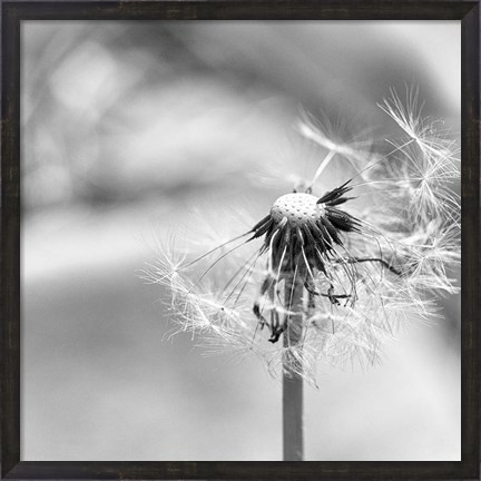 Framed Blown Away Print