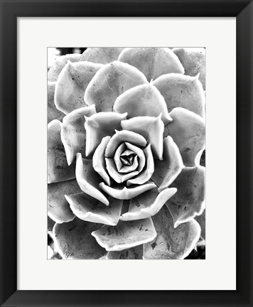 Framed Peace Love &amp; Succulent black and white Print