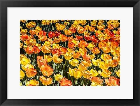 Framed Tulip Wave Print