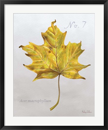 Framed Autumn Leaves on Gray II-Maple 2 Print