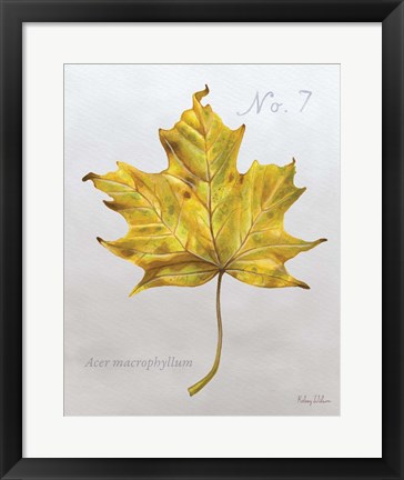 Framed Autumn Leaves on Gray II-Maple 2 Print