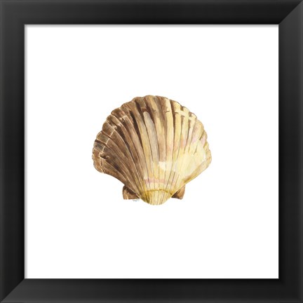 Framed Oceanum Shells White V-Scallop Print