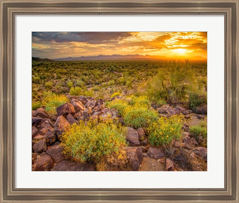 Framed Brittlebush Sunset Print