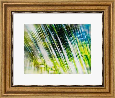 Framed Evergreen No. 6 Print