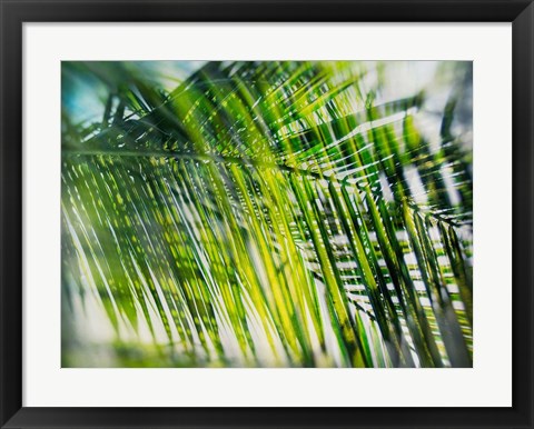 Framed Evergreen No. 8 Print