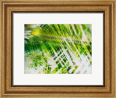 Framed Evergreen No. 11 Print