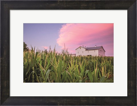 Framed Corn Crop Print