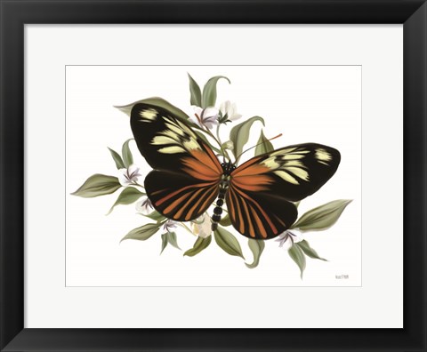 Framed Botanical Butterfly Heliconius Print