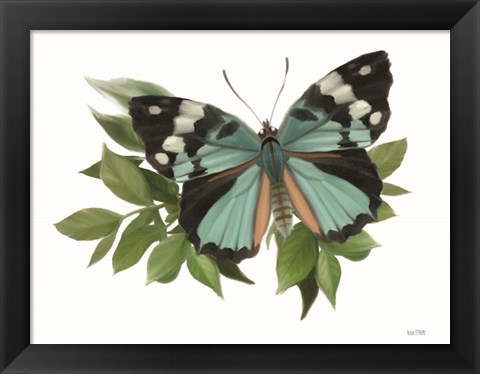 Framed Botanical Butterfly Common Gem Print