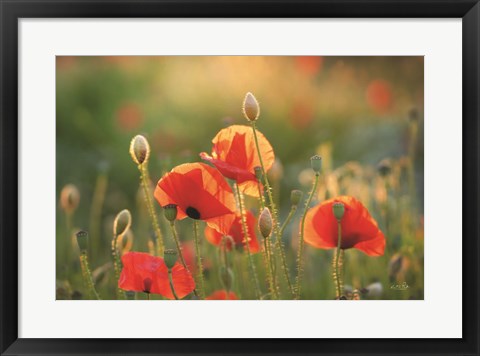 Framed Poppy Field III Print