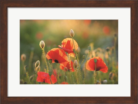 Framed Poppy Field III Print