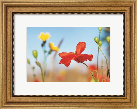 Framed Summer Flowers Print