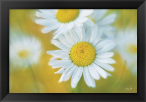 Framed Daisies Print