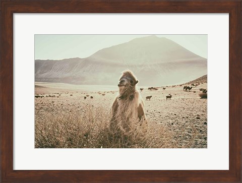 Framed Desert Camel Print