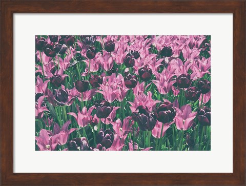 Framed Tulip Botanical Print