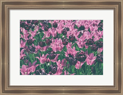 Framed Tulip Botanical Print