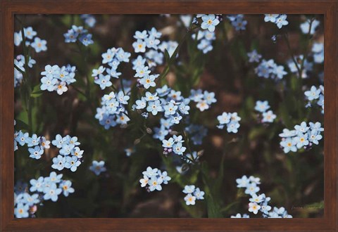 Framed Forget Me Nots I Print