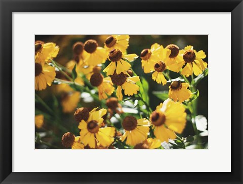 Framed Autumn Flowers II Print